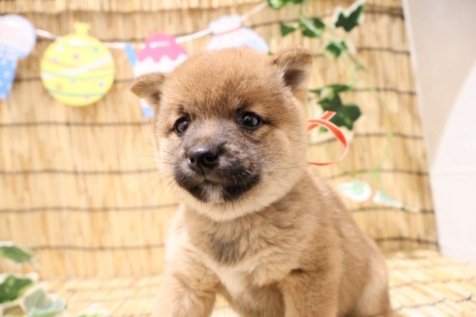 豆柴 赤の子犬｜福岡 |ペッツメイトイオン乙金店