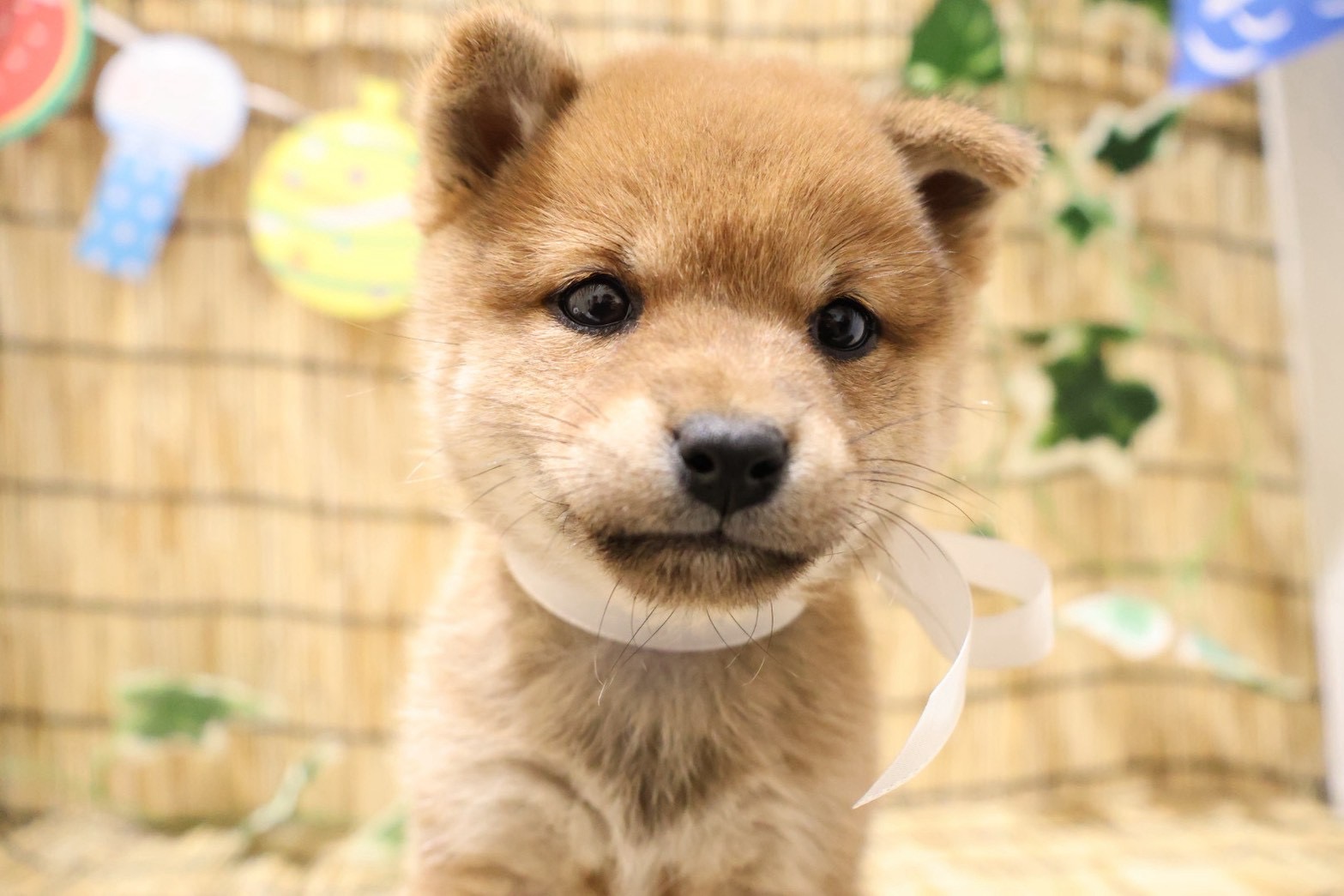 豆柴 赤の子犬｜福岡 |ペッツメイトイオン乙金店