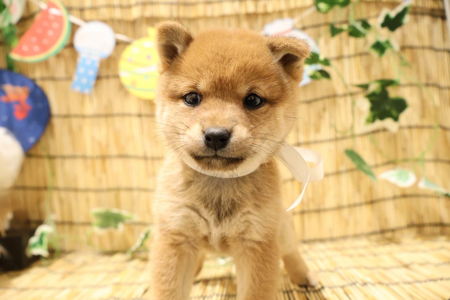 豆柴 赤の子犬｜福岡 |ペッツメイトイオン乙金店