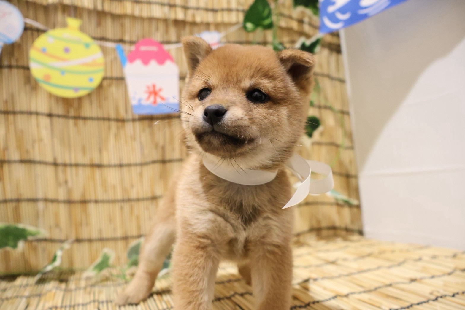 豆柴 赤の子犬｜福岡 |ペッツメイトイオン乙金店