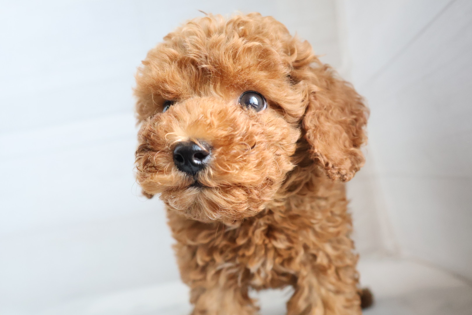 トイプードル レッドの子犬｜佐賀 | ペッツメイトモラージュ佐賀店