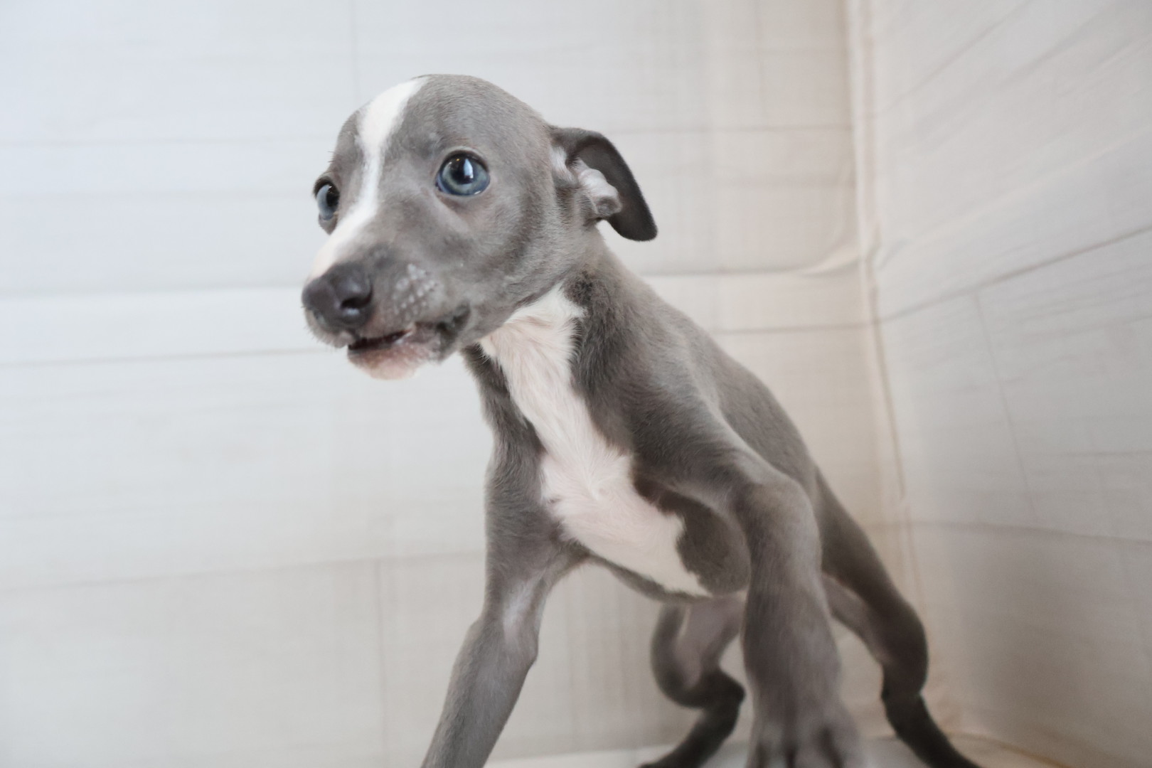 イタリアングレーハウンド ブルーホワイトの子犬｜福岡 |ペットアミ筑後店