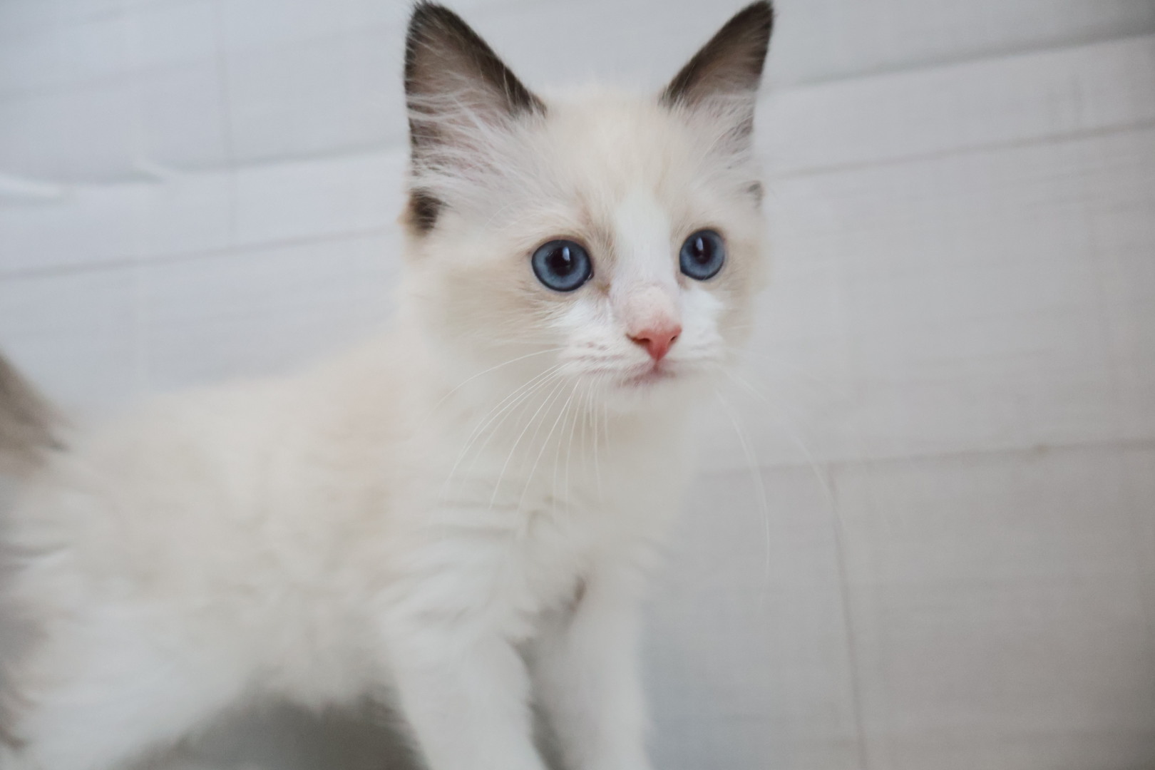 ラグドール シールポイントバイカラーの子猫｜福岡 |ペッツメイトイオン乙金店