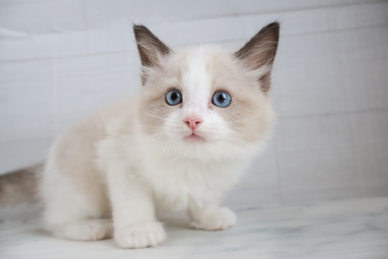 ラグドール シールポイントバイカラーの子猫｜佐賀 |ペッツメイト佐賀店