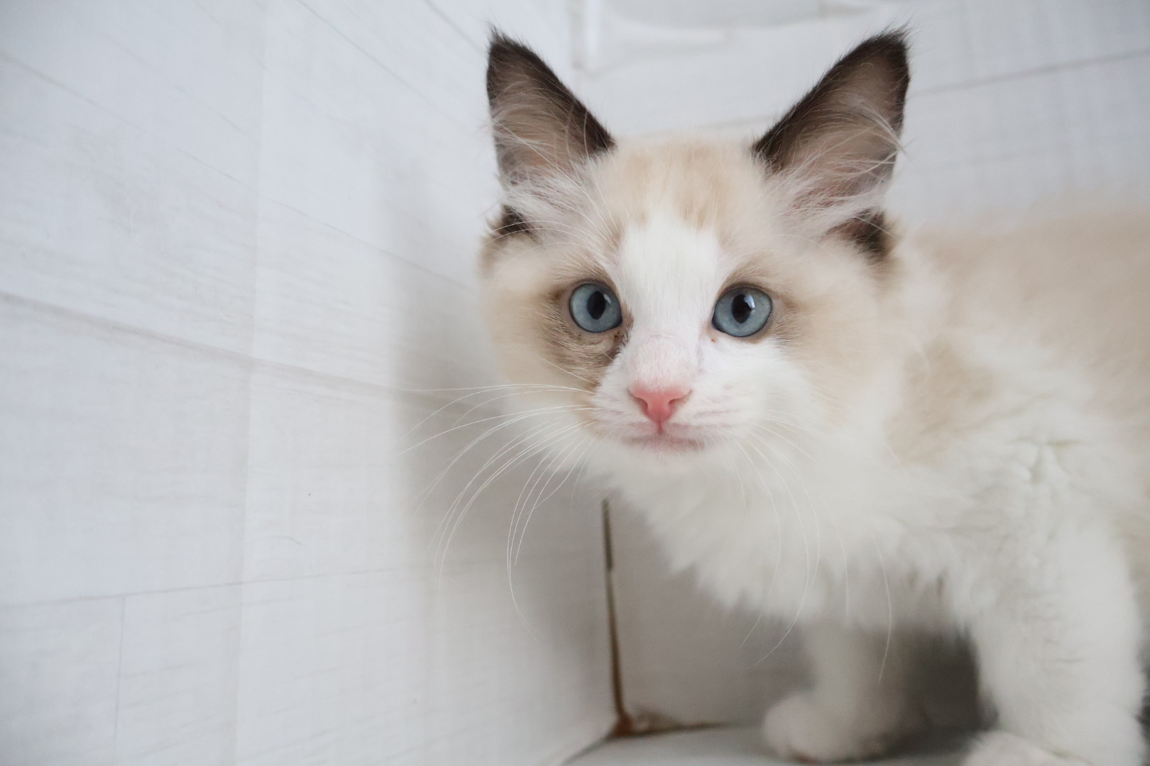 ラグドール シールポイントバイカラーの子猫｜宮崎 | ペッツメイト宮交シティ店