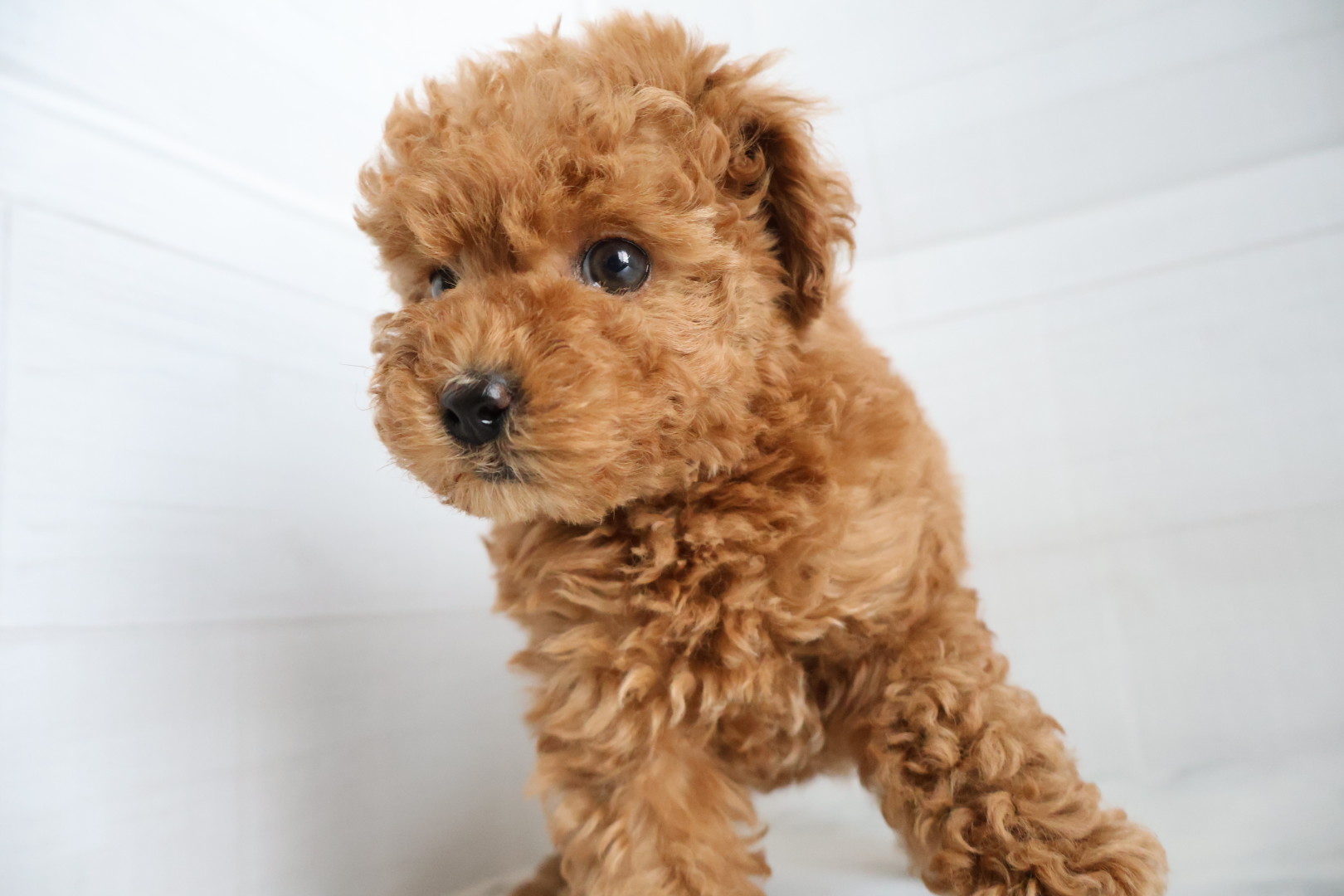 トイプードル レッドの子犬｜福岡 |ペットアミ甘木店