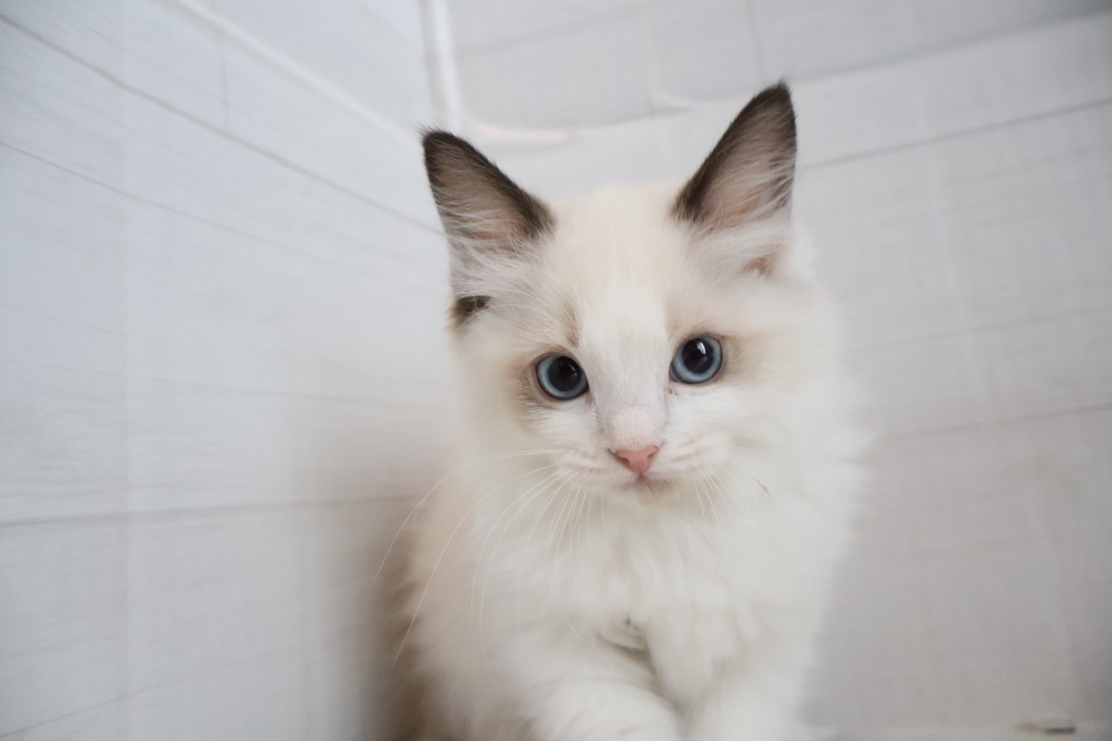 ラグドール シールポイントバイカラーの子猫｜福岡 |ペットアミ甘木店