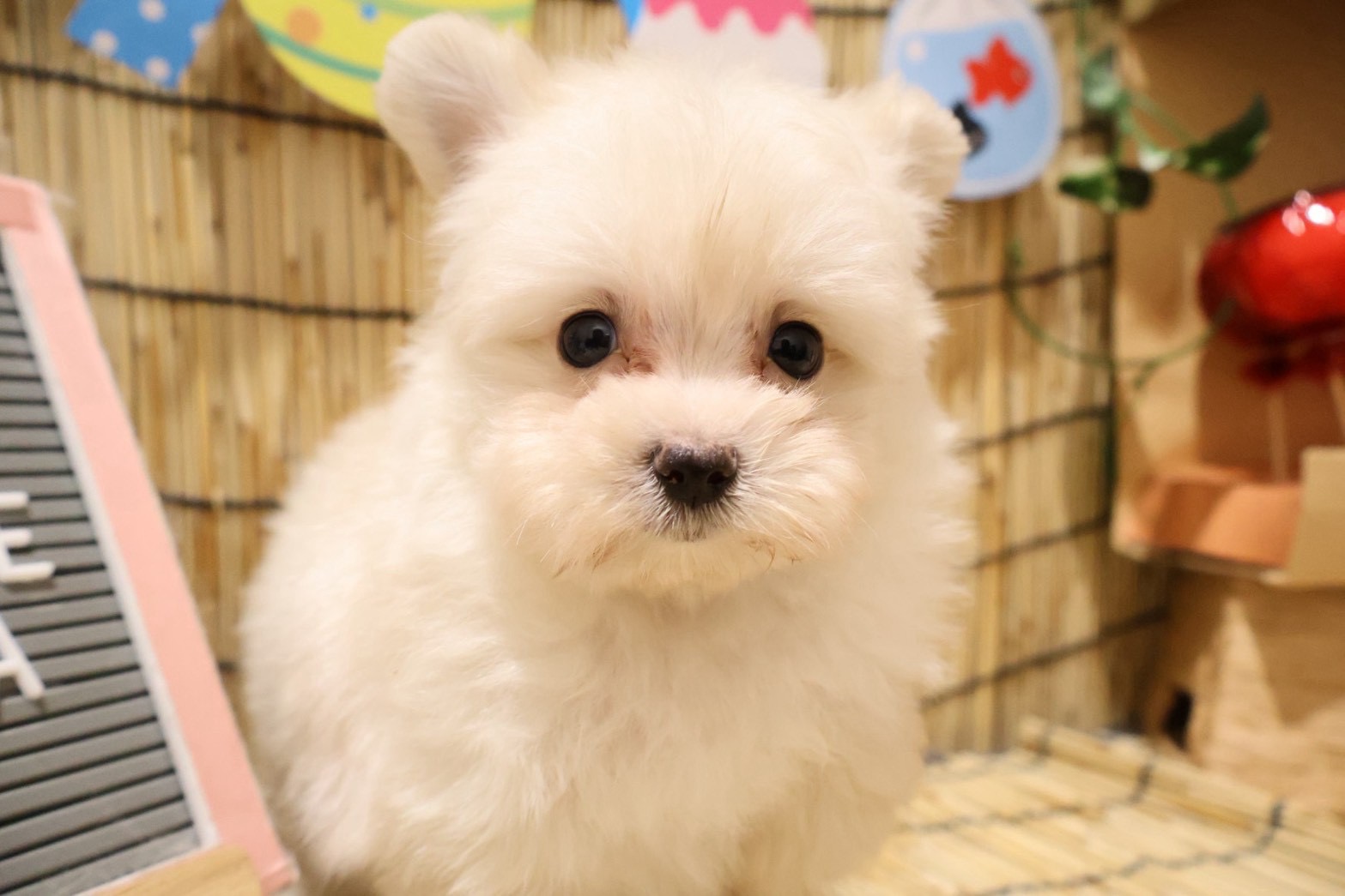 MIX(マルチーズ×ポメラニアン) クリームの子犬｜宮崎 | ペッツメイトイオン都城店