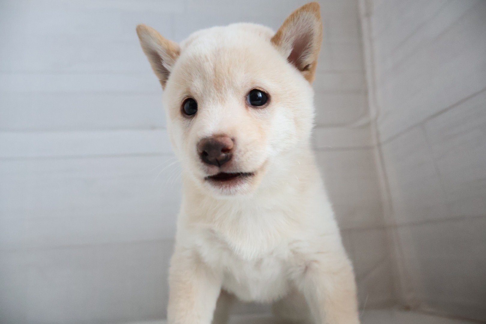 豆柴 白の子犬｜佐賀 |ペッツメイト佐賀店