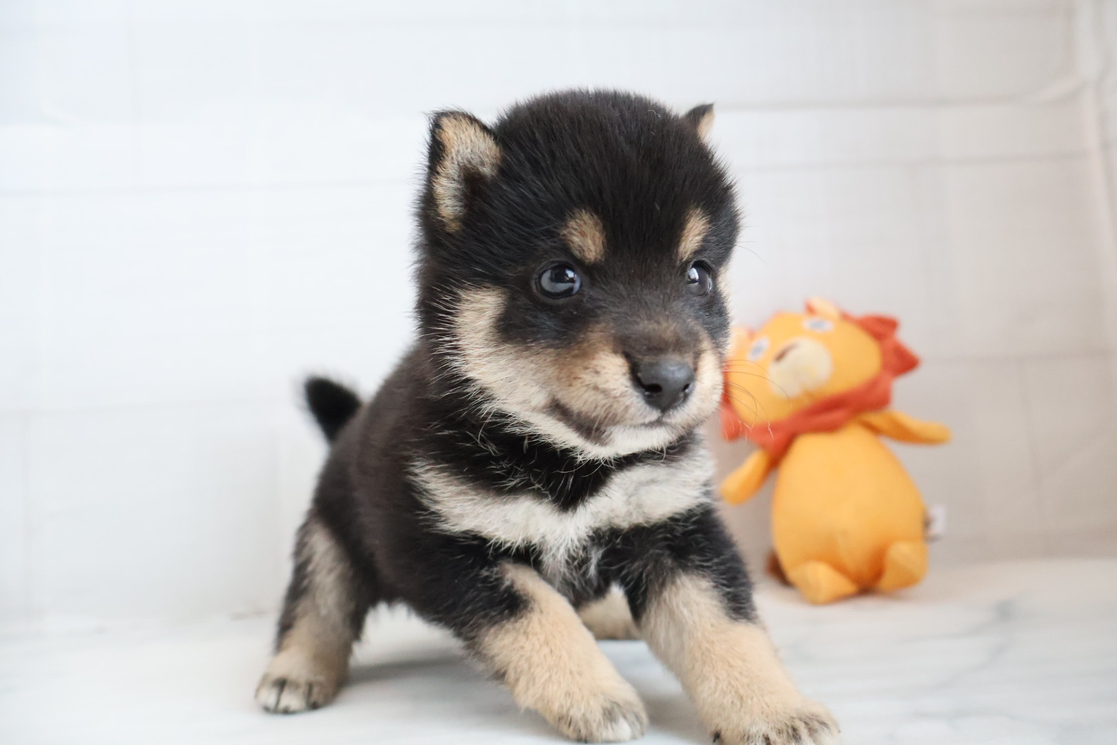 豆柴 黒の子犬｜佐賀 | ペッツメイトモラージュ佐賀店