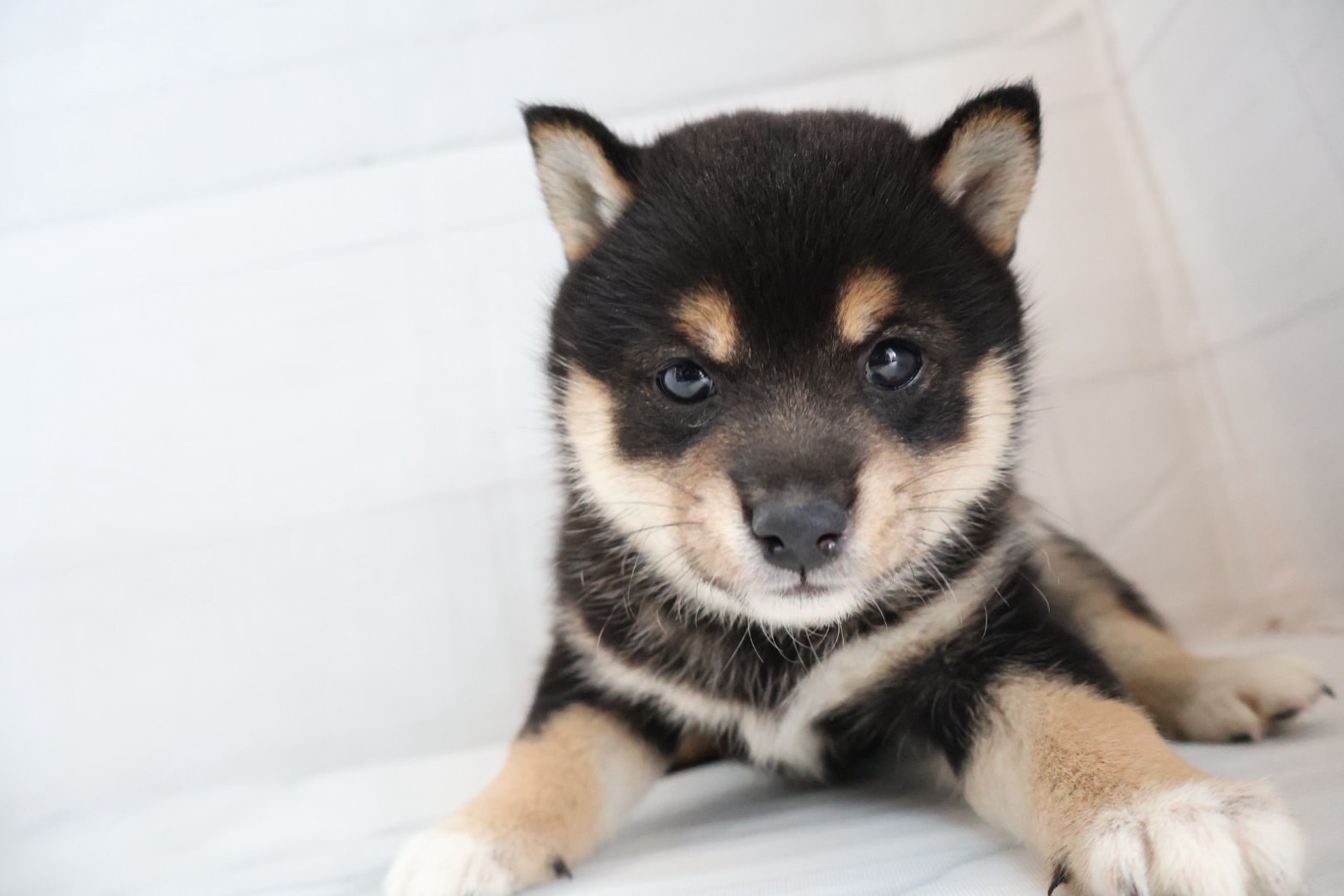 豆柴 黒の子犬｜宮崎 | ペッツメイトイオン都城店