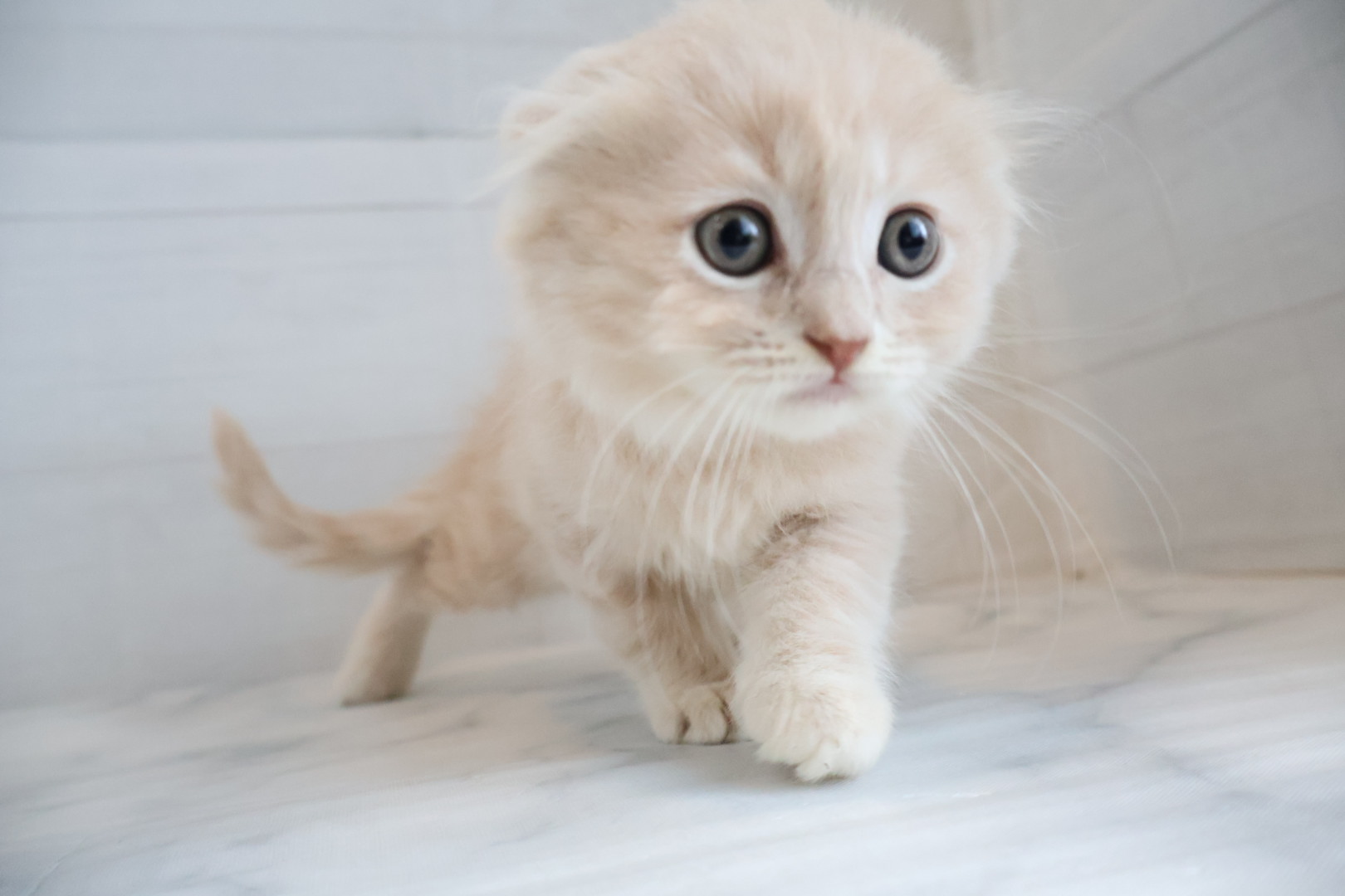 スコティッシュフォールド クリームタビーホワイトの子猫｜佐賀 |ペッツメイト佐賀店