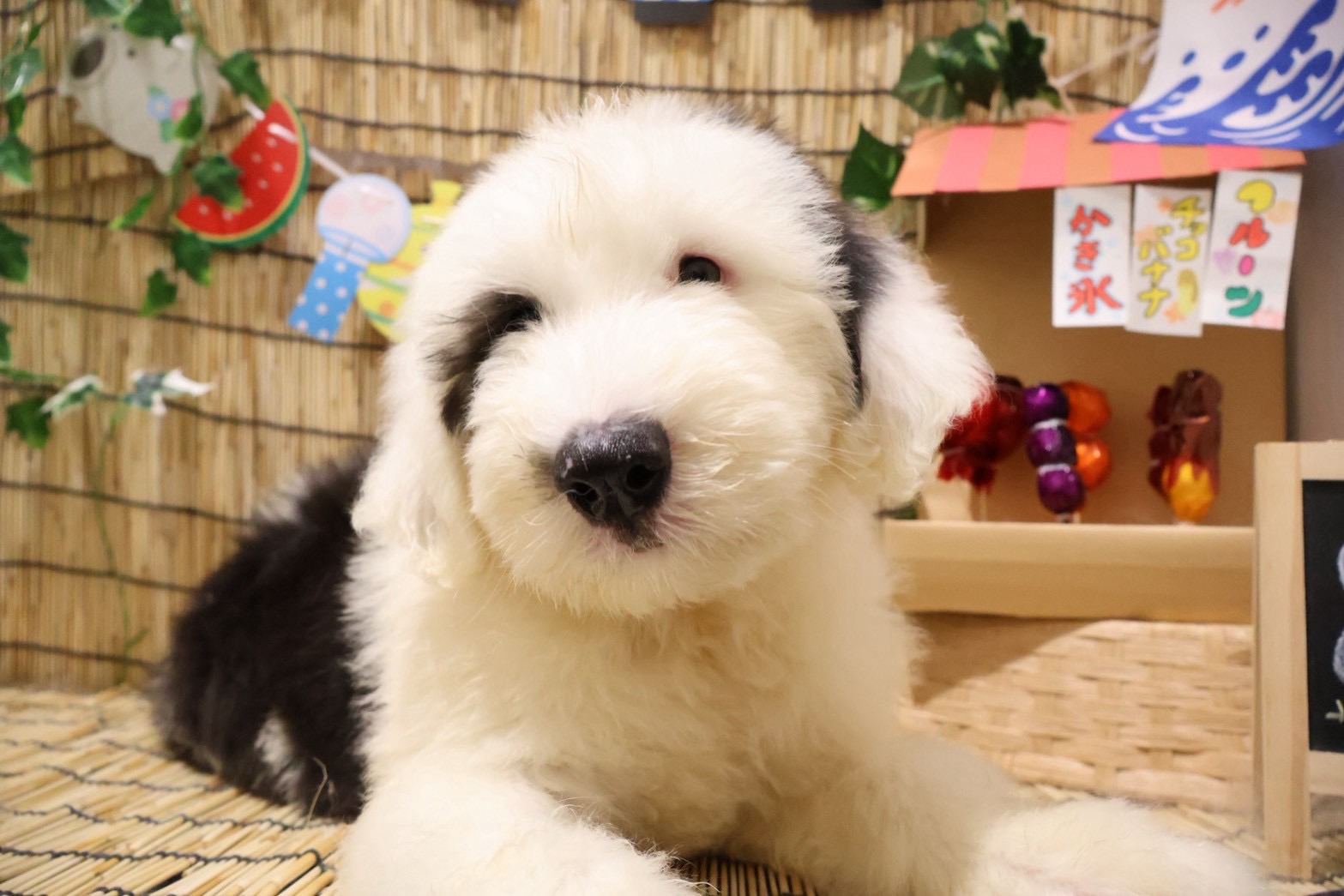 オールド・イングリッシュ・シープドッグ グレーホワイトの子犬｜福岡 |ペッツメイトイオン小郡店