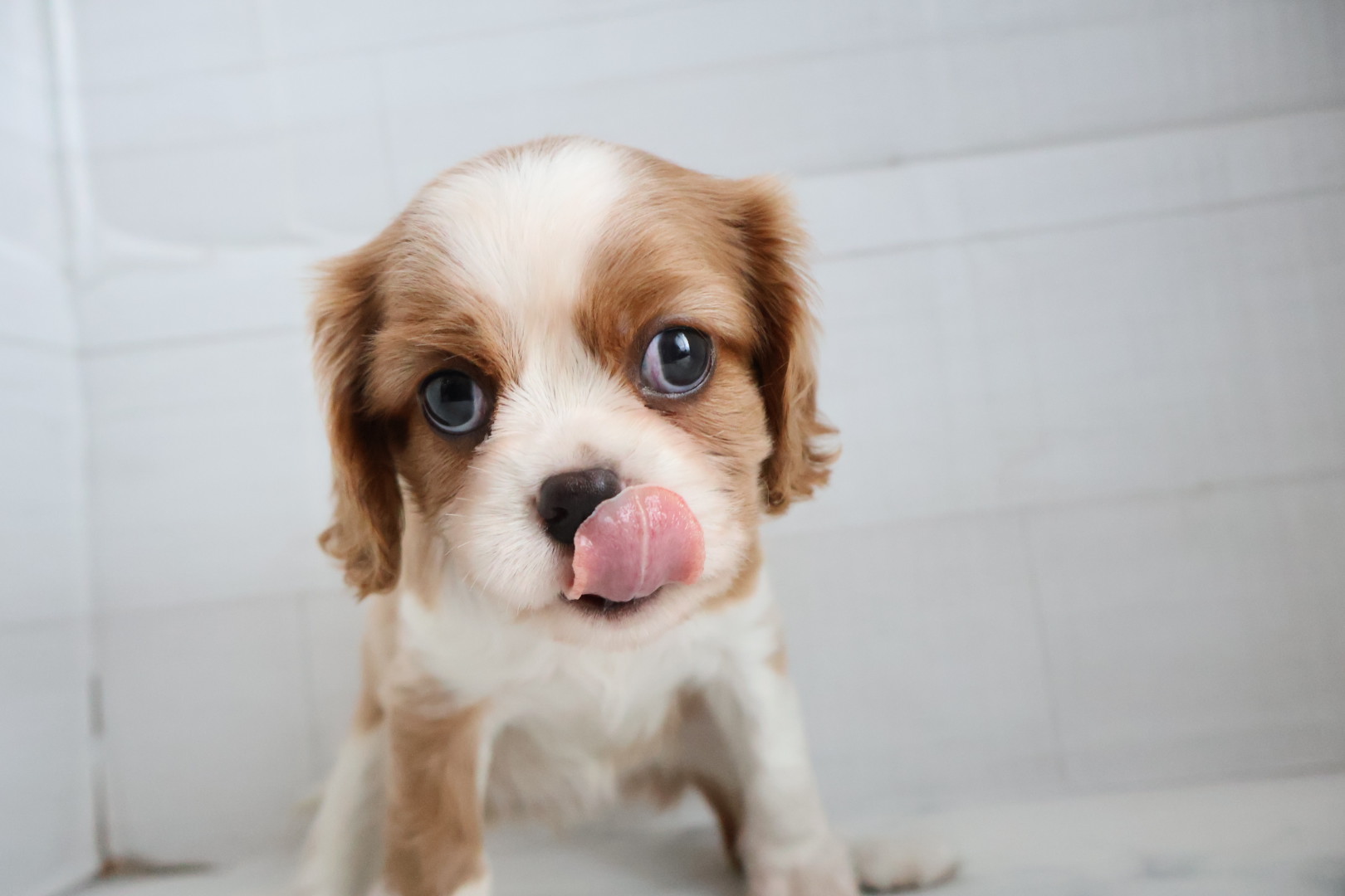 キャバリア・キングチャールズ・スパニエル ブレンハイムの子犬｜福岡 |ペッツメイトイオン小郡店