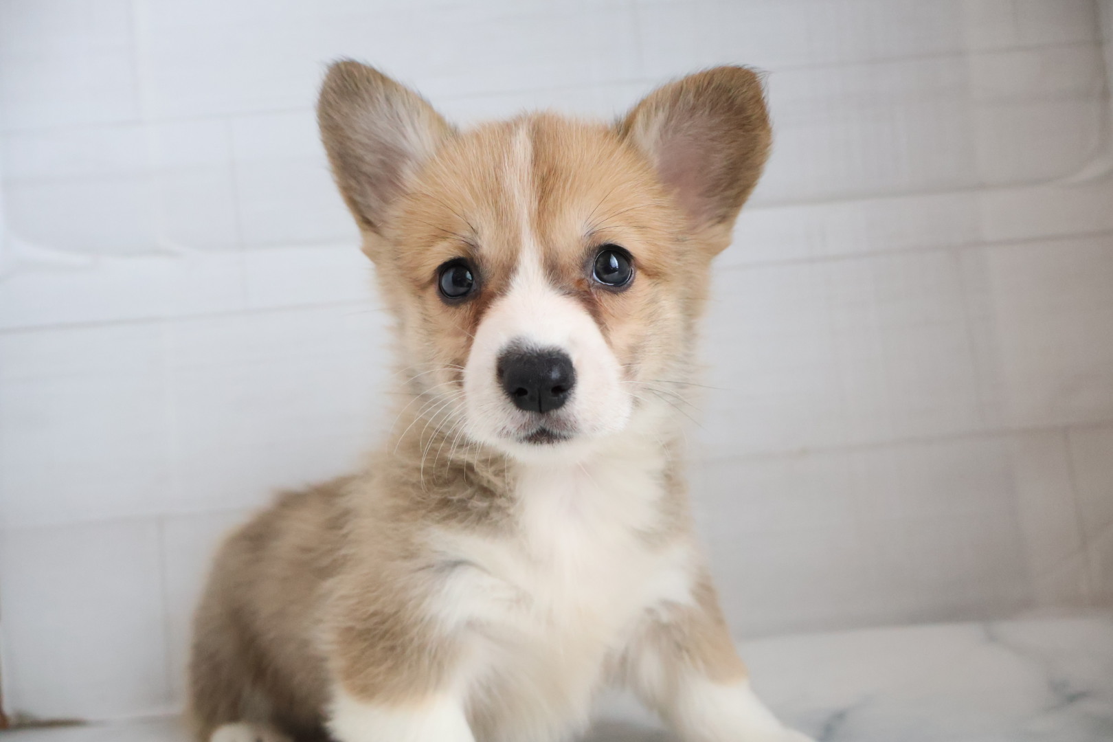 ウェルシュコーギー・ペンブローク レッドホワイトの子犬｜福岡 |ペッツメイトイオン乙金店