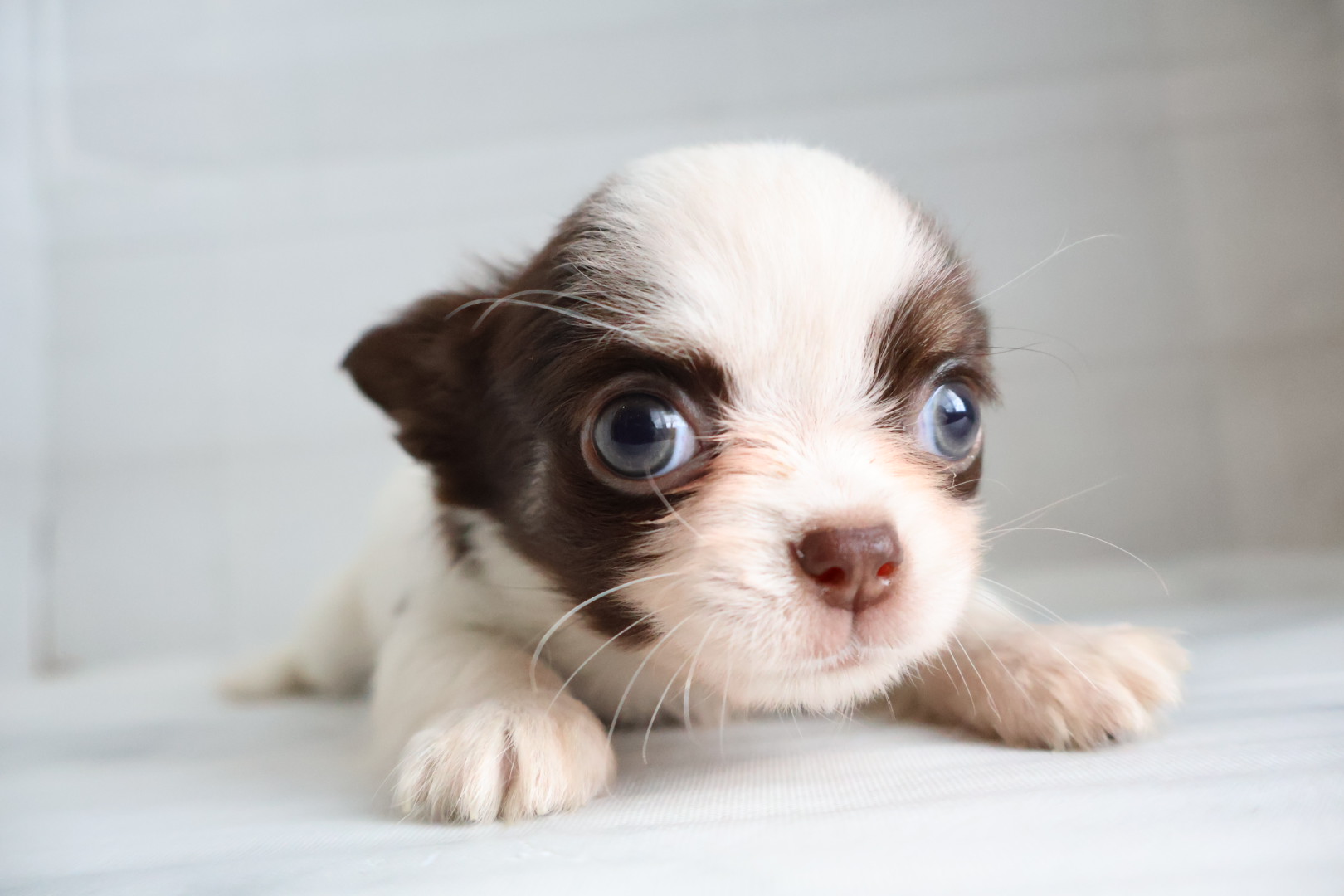 ロングコートチワワ ホワイトチョコレートタンの子犬｜福岡 |ペットアミ甘木店