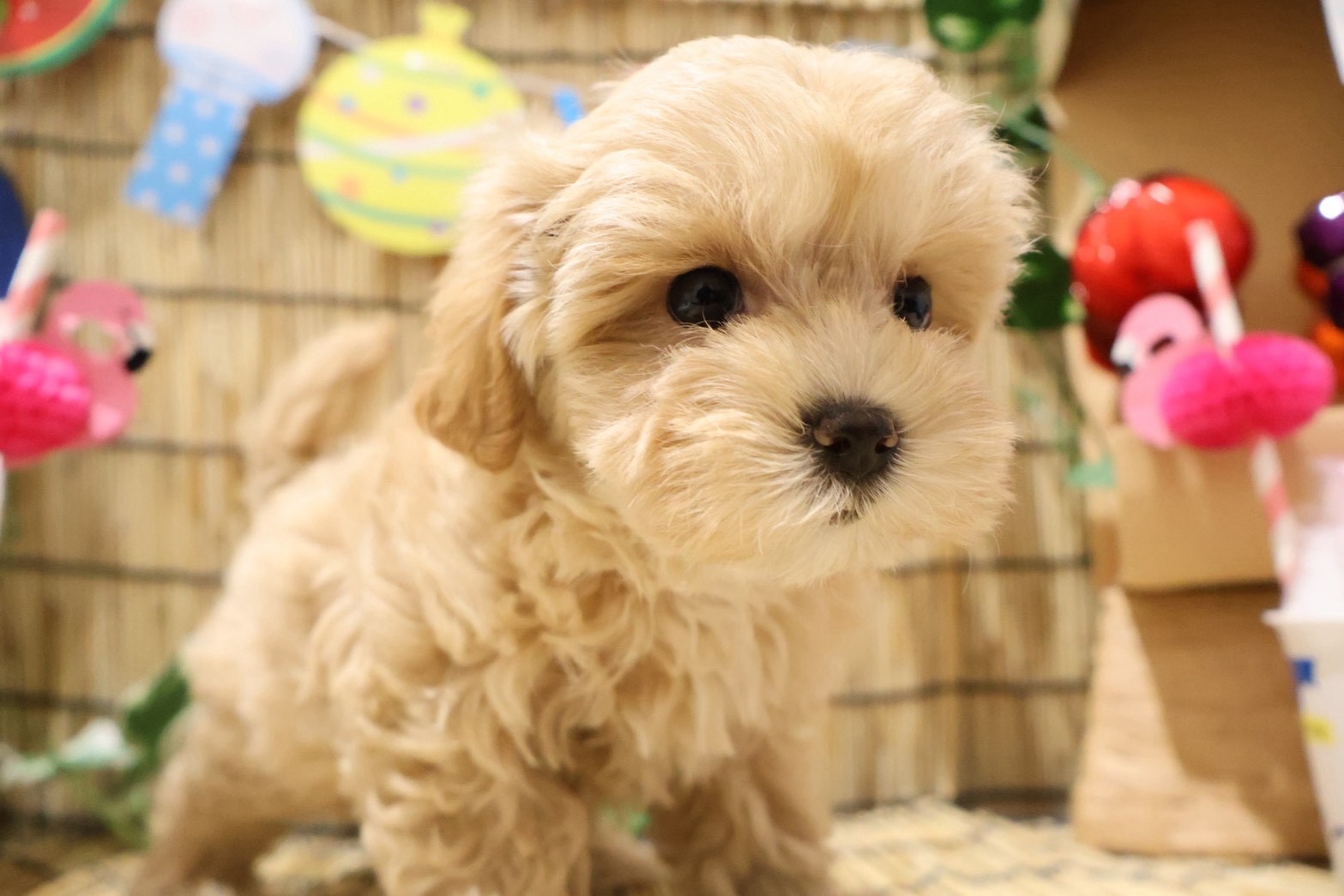 MIX(マルチーズ×トイプードル) クリームの子犬｜福岡 |ペッツメイトイオン乙金店
