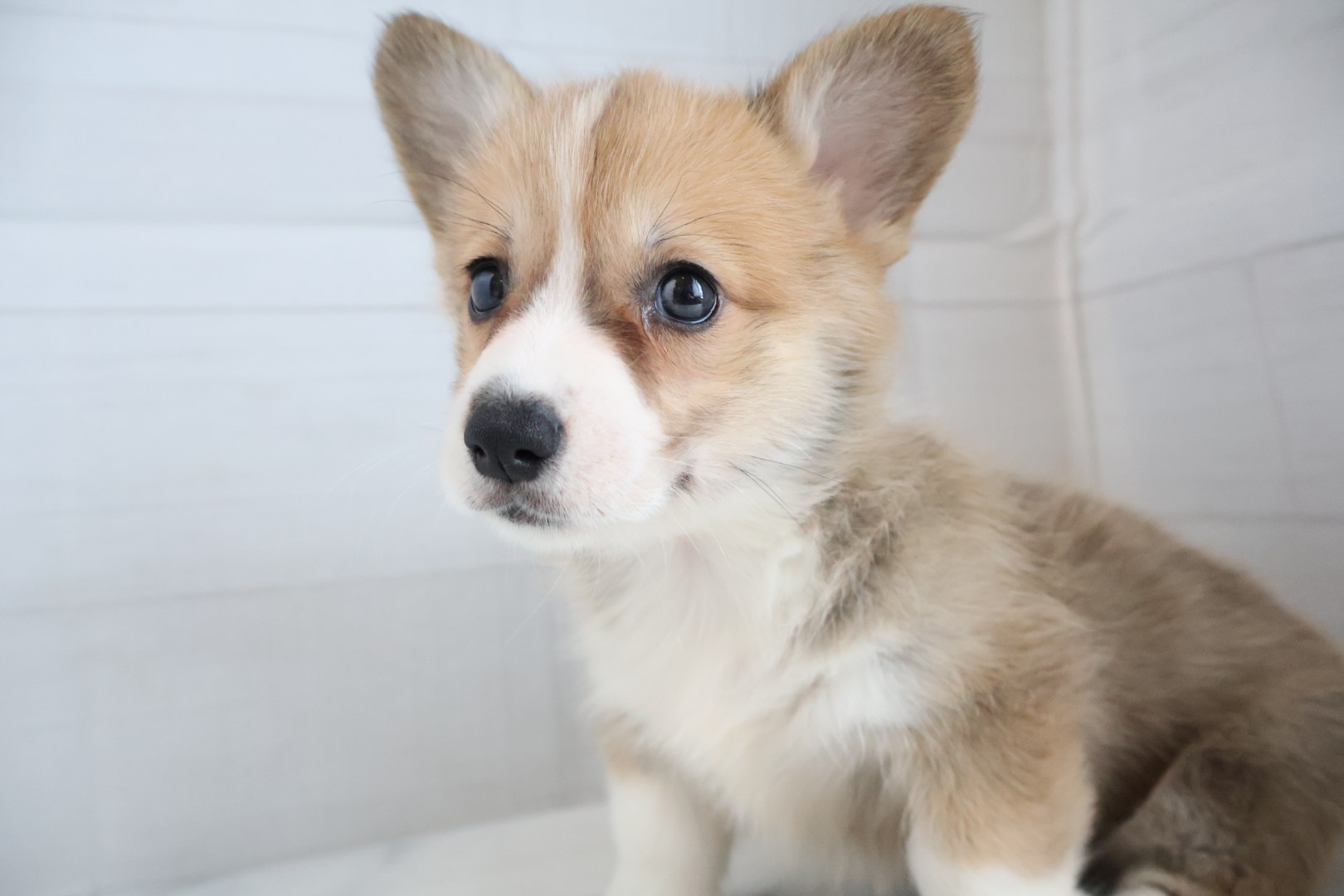 ウェルシュコーギー・ペンブローク レッドホワイトの子犬｜福岡 |ペッツメイトイオン乙金店
