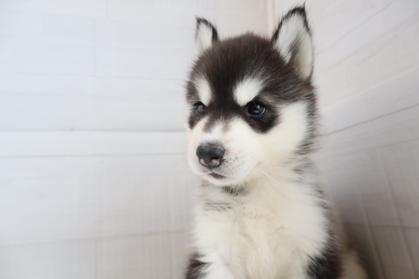 シベリアンハスキー ブラックホワイトの子犬｜福岡 |ペッツメイトイオン小郡店