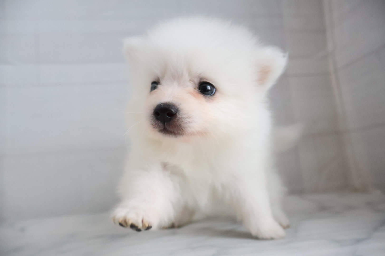 スピッツ ホワイトの子犬｜福岡 |ペッツメイトイオン小郡店
