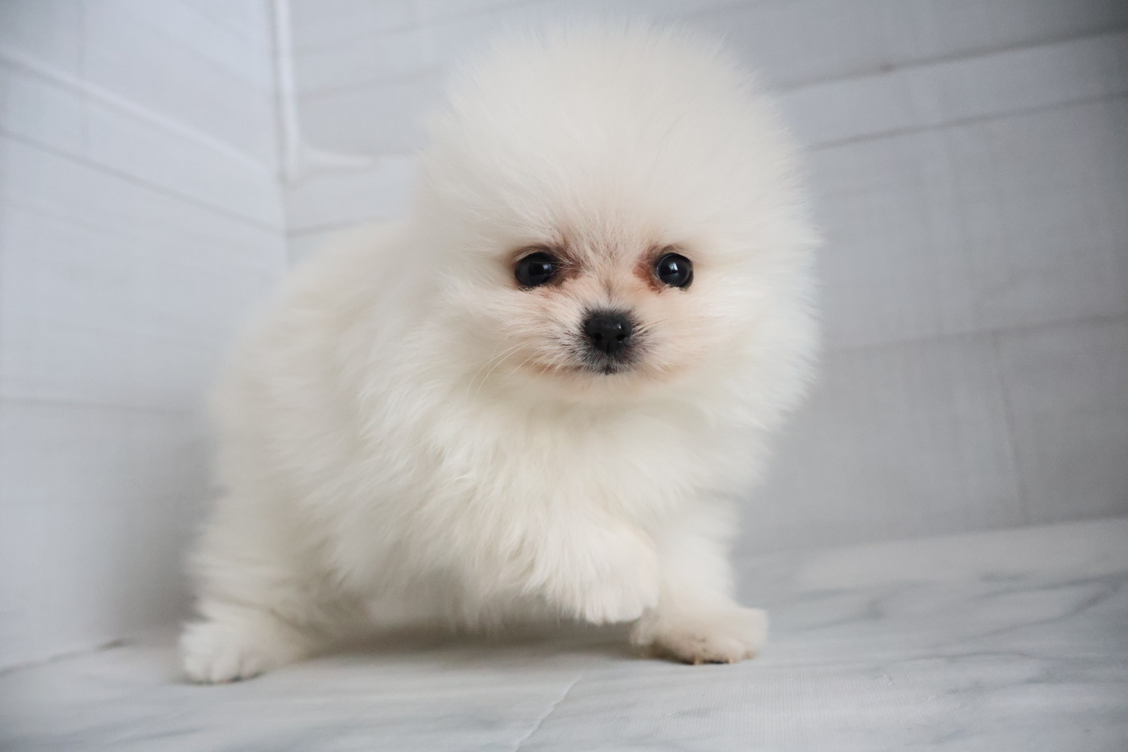 ポメラニアン ホワイトの子犬｜宮崎 | ペッツメイトイオン都城店