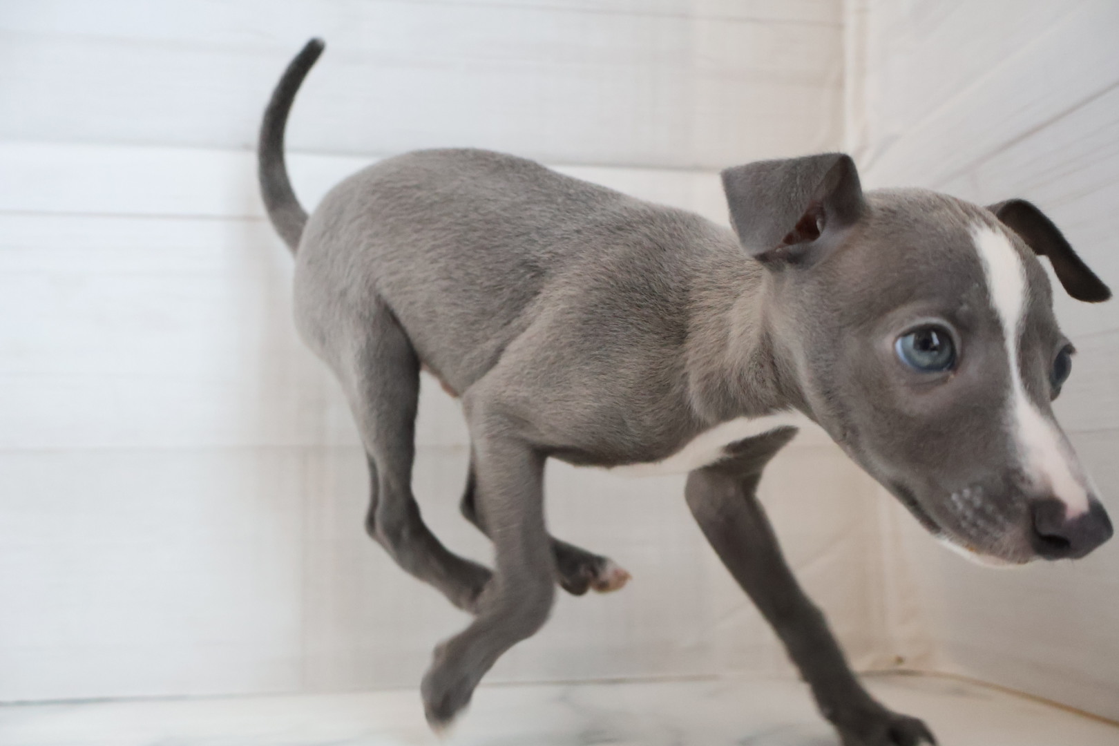 イタリアングレーハウンド ブルーホワイトの子犬｜福岡 |ペットアミ筑後店