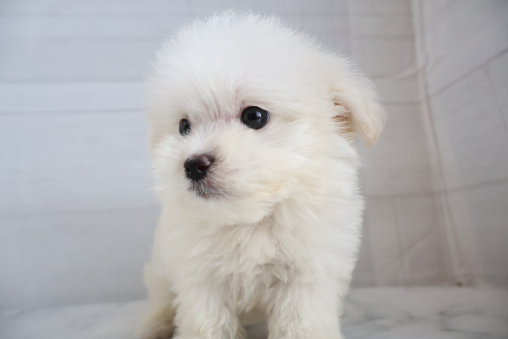 マルチーズ ホワイトの子犬｜佐賀 | ペッツメイトモラージュ佐賀店