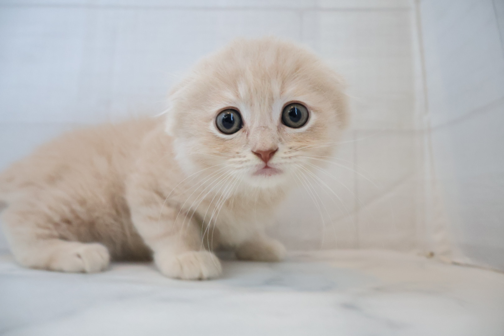 スコティッシュフォールド クリームタビーホワイトの子猫｜佐賀 |ペッツメイト佐賀店
