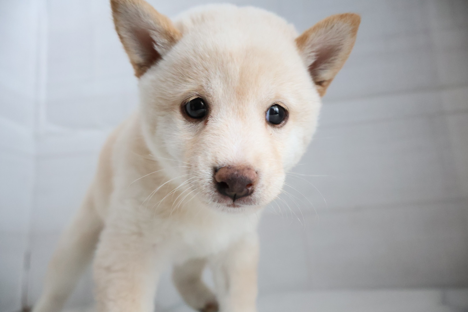 豆柴 白の子犬｜佐賀 |ペッツメイト佐賀店