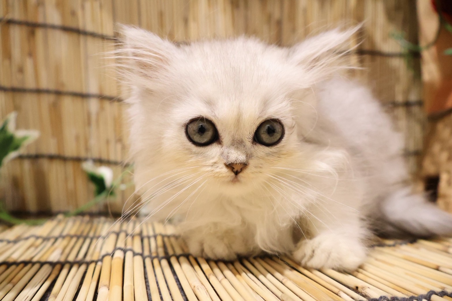 ペルシャ チンチラシルバーの子猫｜福岡 |ペッツメイトイオン小郡店