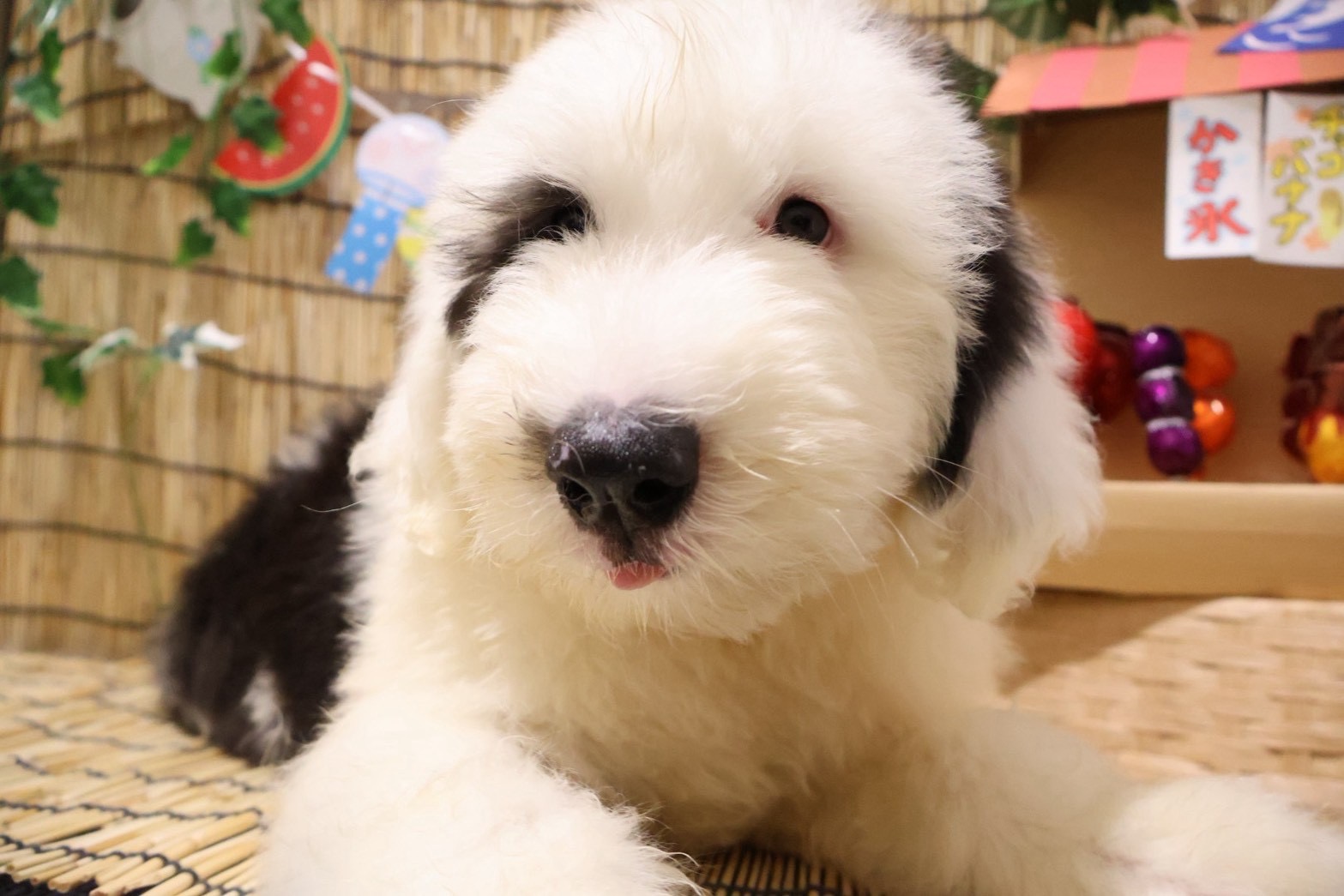 オールド・イングリッシュ・シープドッグ グレーホワイトの子犬｜福岡 |ペッツメイトイオン小郡店