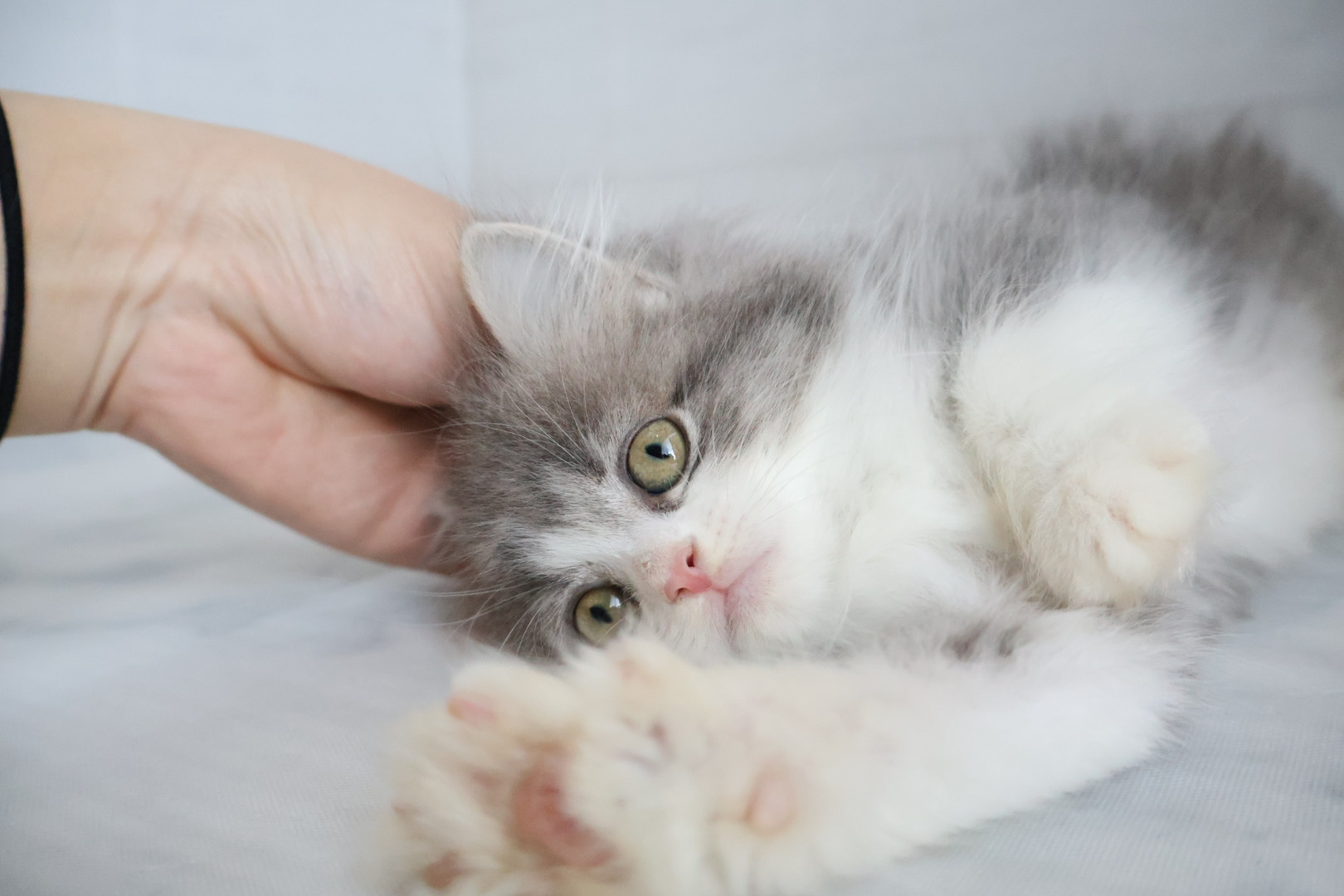 サイベリアン ブルータビーホワイトの子猫｜佐賀 |ペッツメイト佐賀店