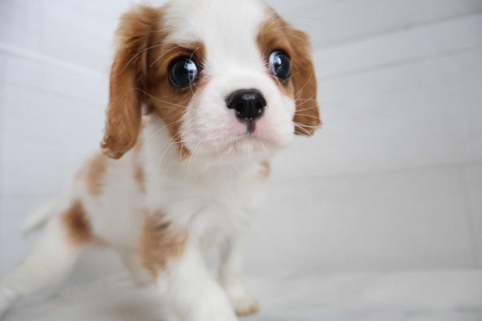 キャバリア・キングチャールズ・スパニエル ブレンハイムの子犬｜佐賀 |ペッツメイト佐賀店