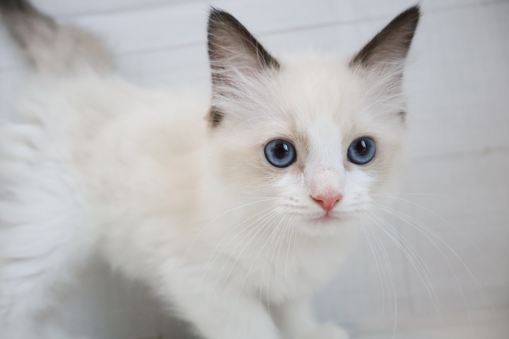 ラグドール シールポイントバイカラーの子猫｜福岡 |ペッツメイトイオン乙金店