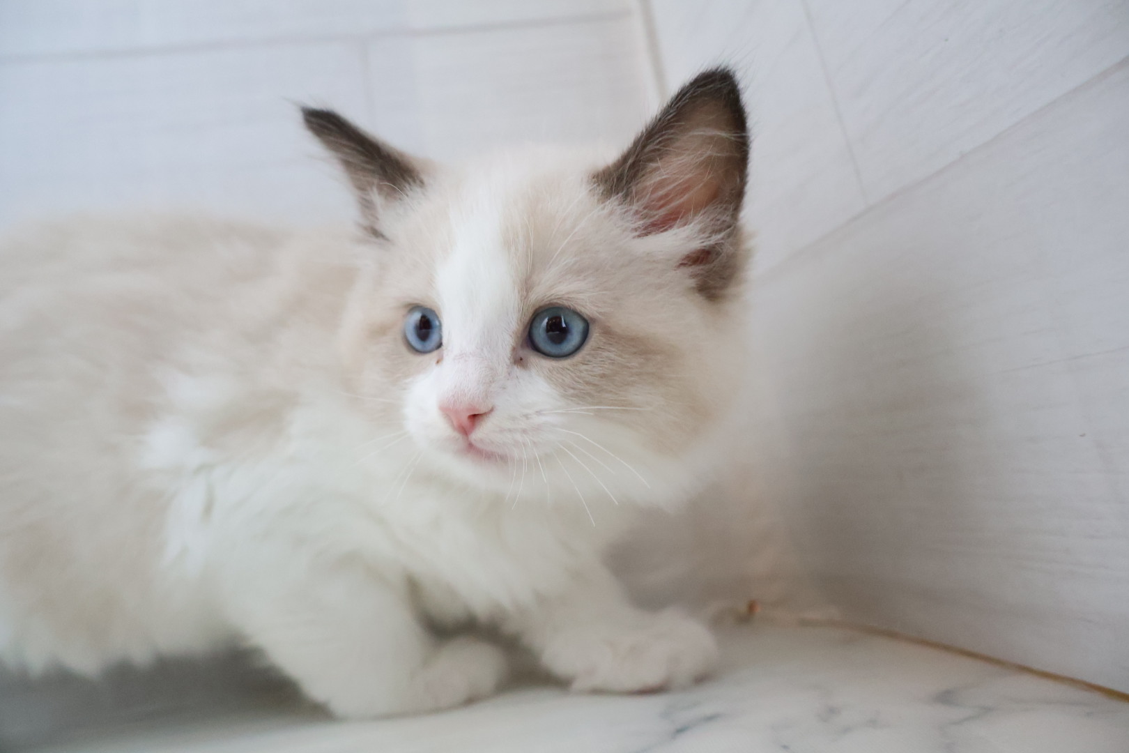 ラグドール シールポイントバイカラーの子猫｜佐賀 |ペッツメイト佐賀店