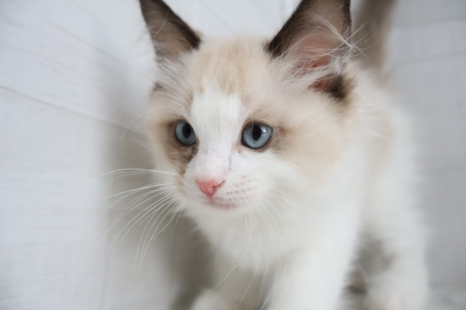 ラグドール シールポイントバイカラーの子猫｜宮崎 | ペッツメイト宮交シティ店