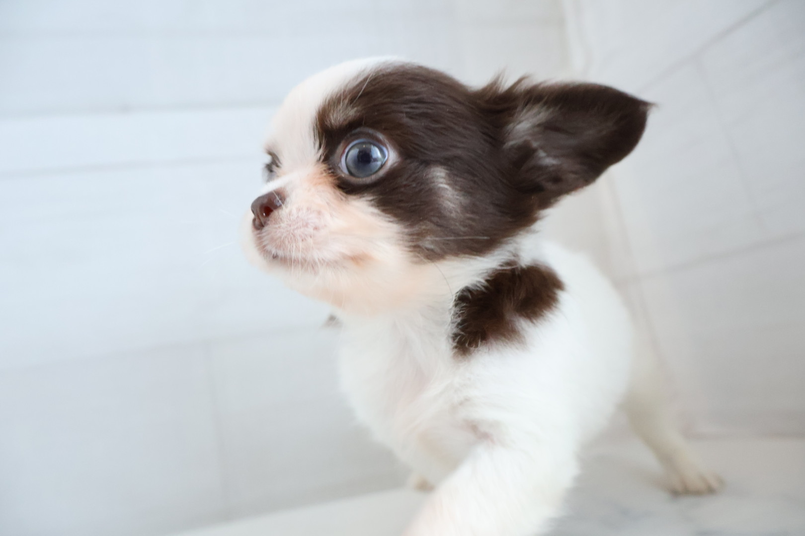 ロングコートチワワ ホワイトチョコレートタンの子犬｜福岡 |ペットアミ甘木店
