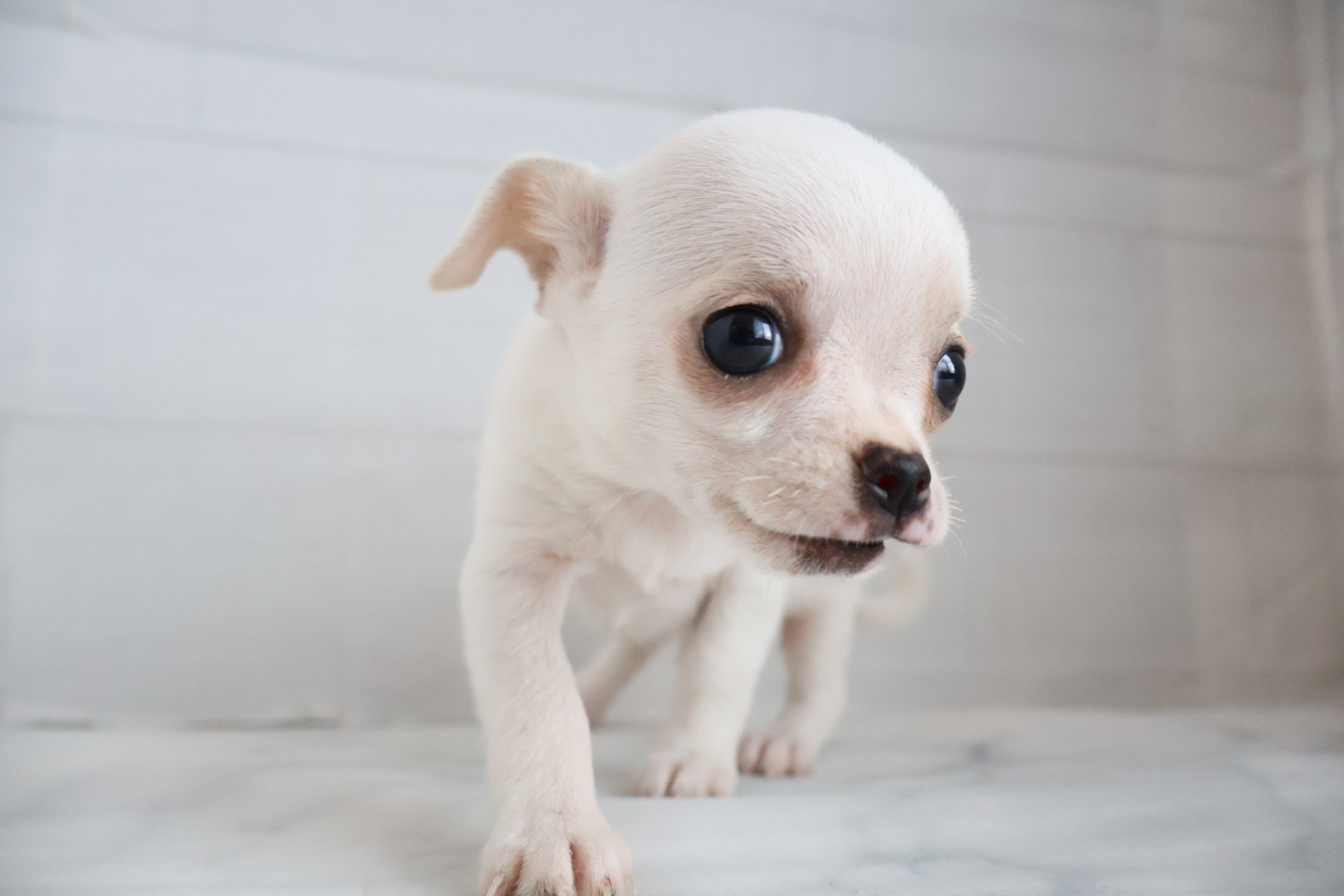 スムースコートチワワ クリームの子犬｜宮崎 | ペッツメイトイオン都城店