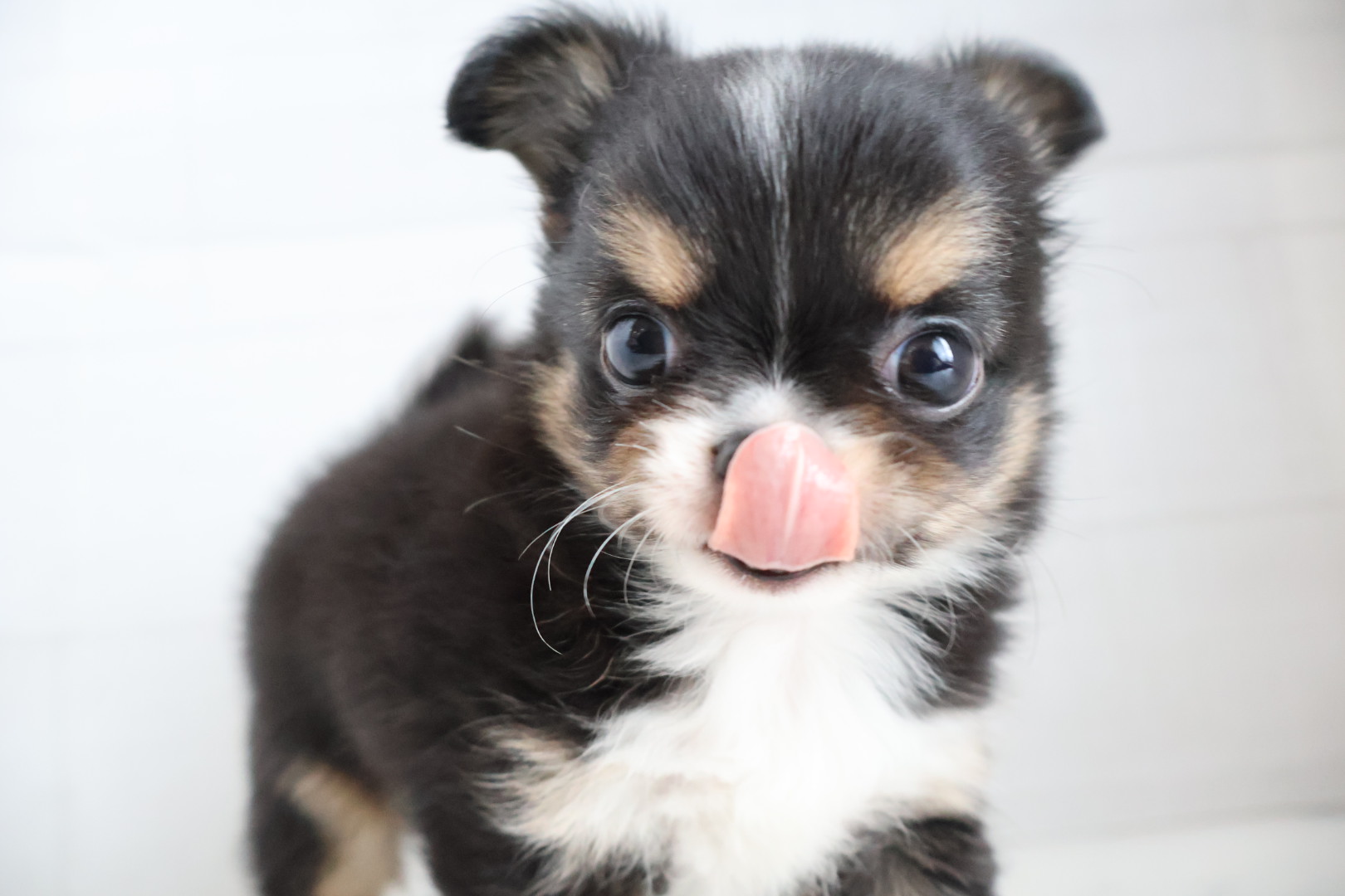 ロングコートチワワ ブラックタンホワイトの子犬｜宮崎 | ペッツメイト宮交シティ店