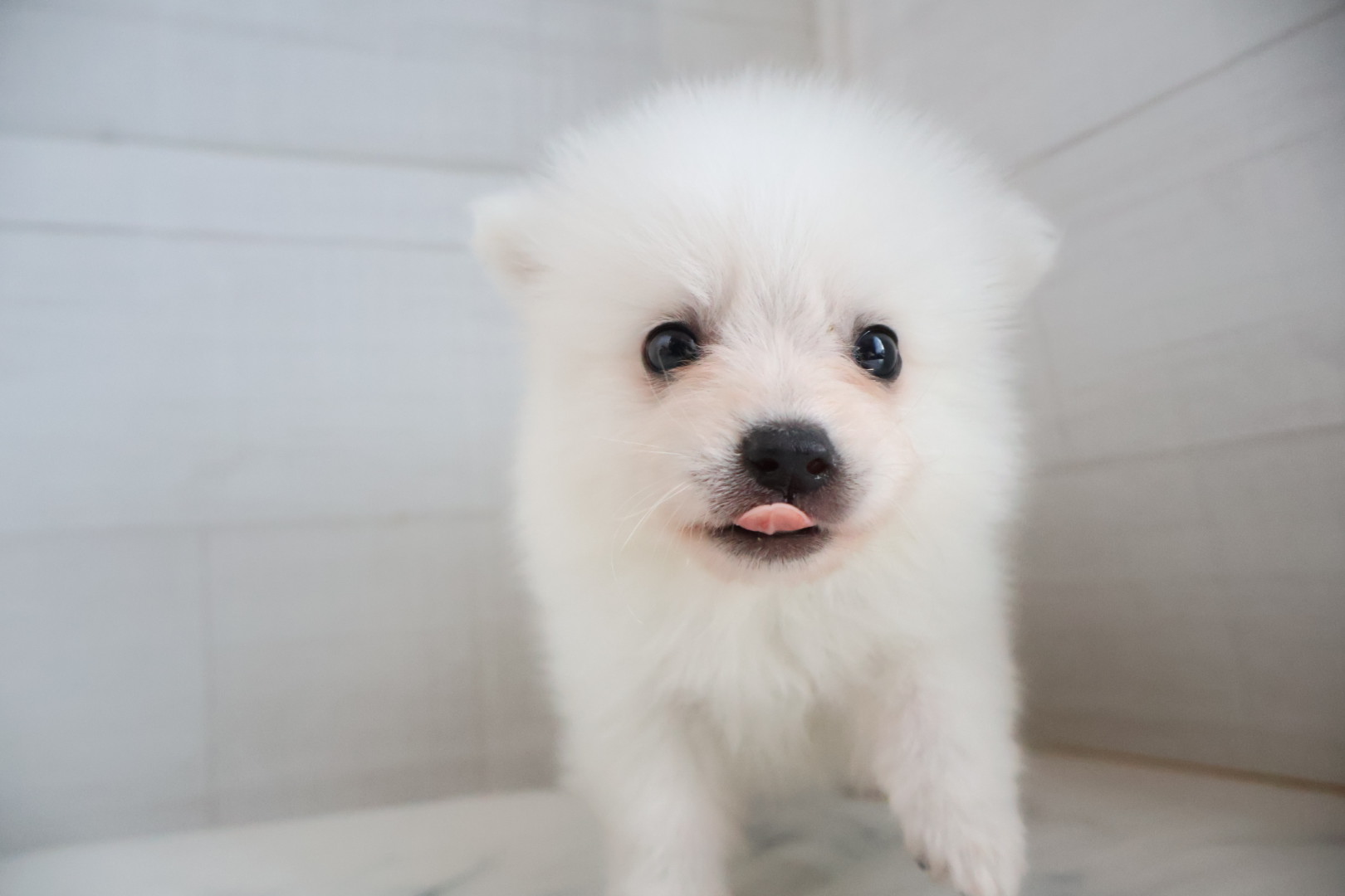 スピッツ ホワイトの子犬｜福岡 |ペッツメイトイオン小郡店