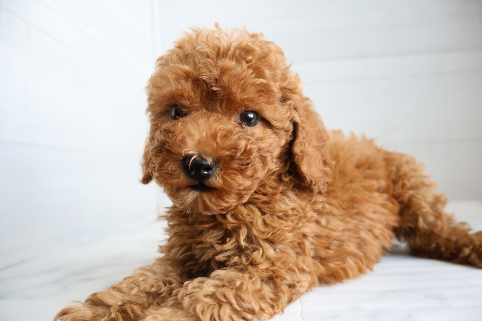 トイプードル レッドの子犬｜佐賀 | ペッツメイトモラージュ佐賀店