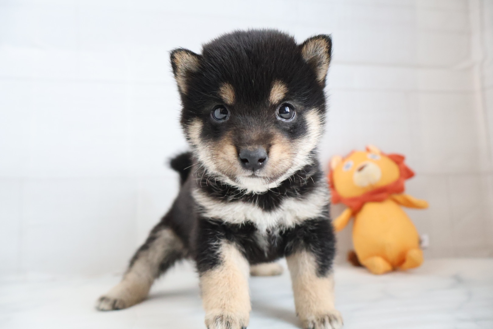豆柴 黒の子犬｜佐賀 | ペッツメイトモラージュ佐賀店