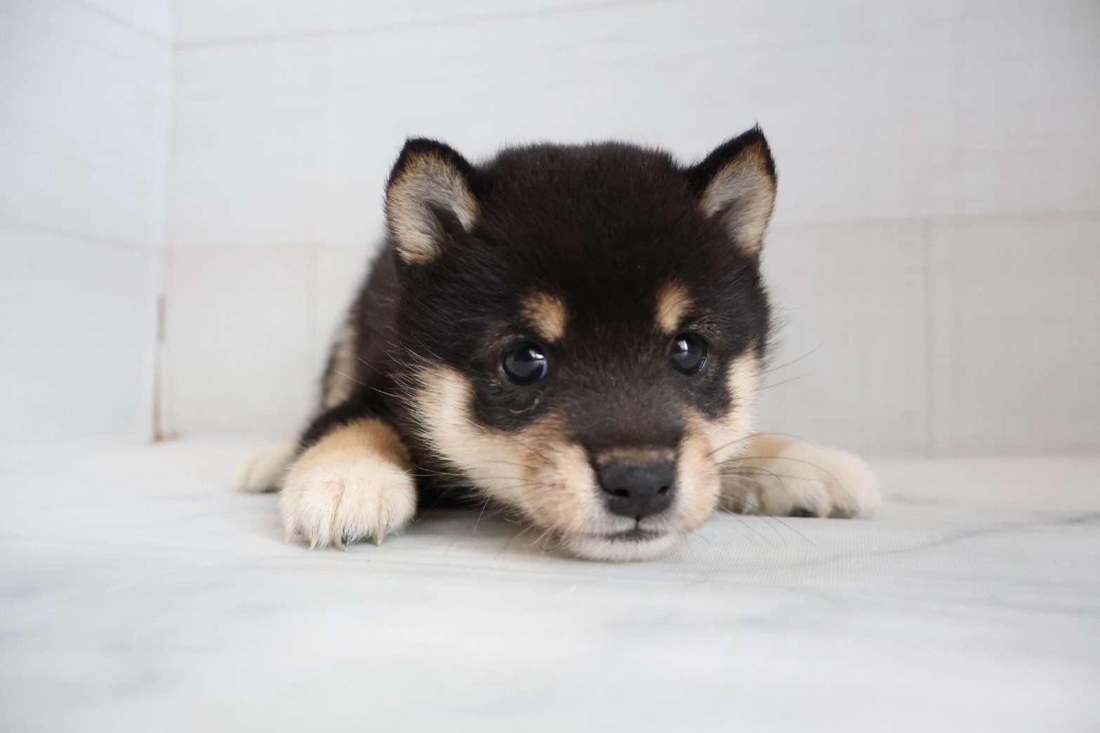 豆柴 黒の子犬｜