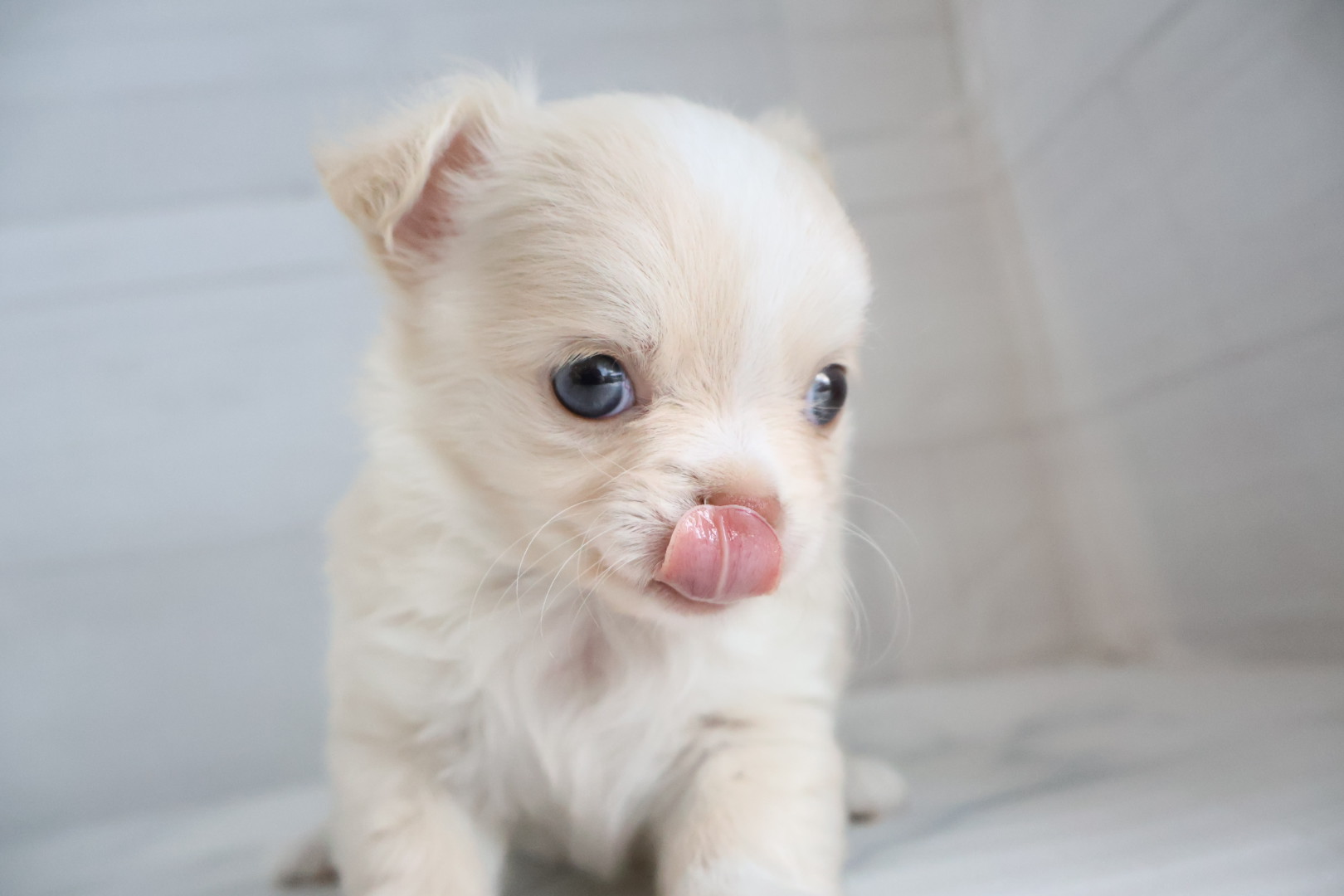 ロングコートチワワ クリームホワイトの子犬｜宮崎 | ペッツメイト宮交シティ店