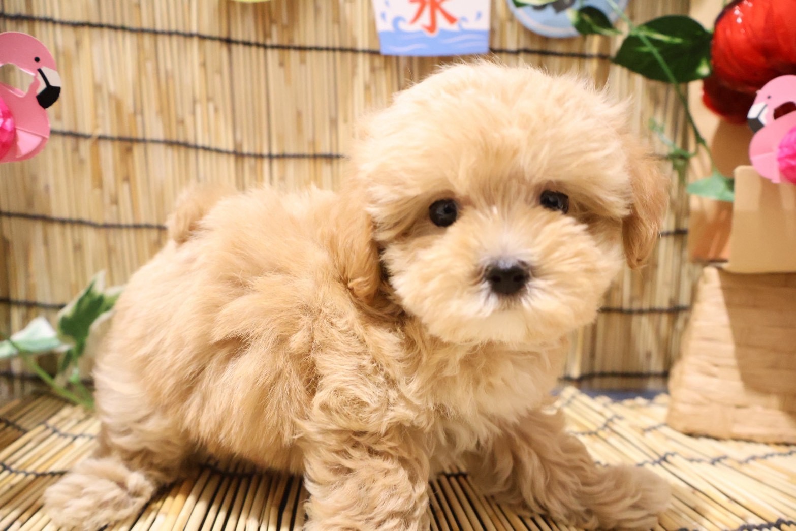 MIX(マルチーズ×トイプードル) クリームの子犬｜福岡 |ペッツメイトイオン乙金店
