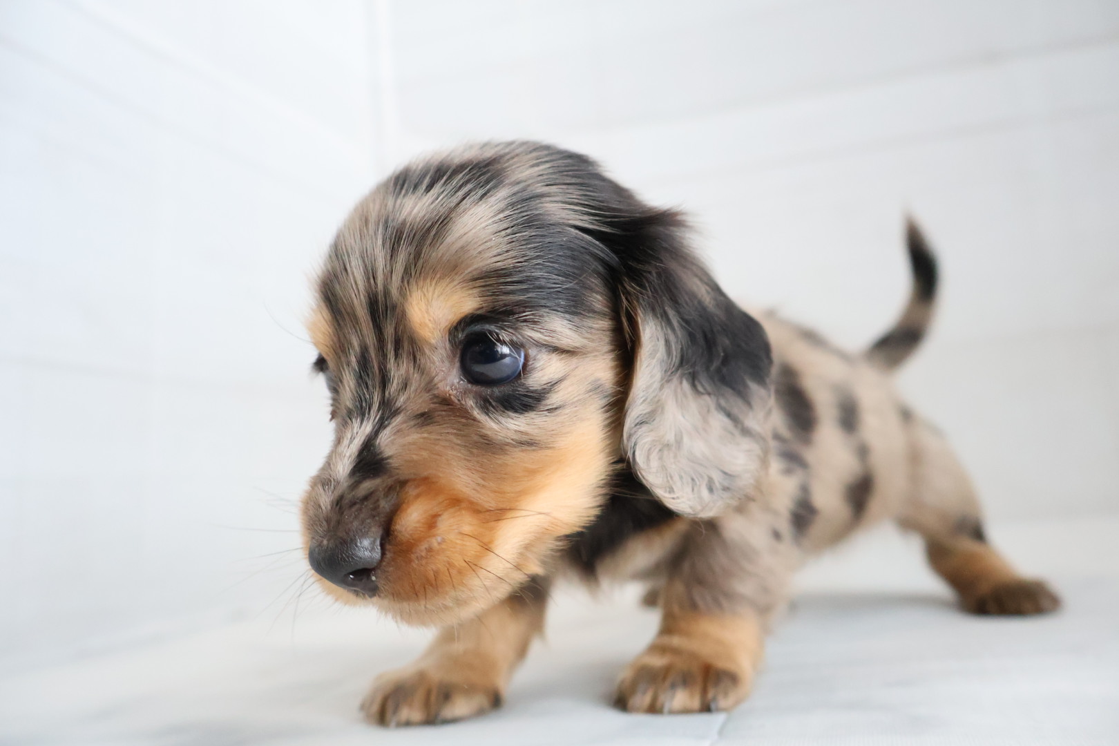 ミニチュアダックスフンド シルバーダップルの子犬｜福岡 | ペッツメイト天神大名店