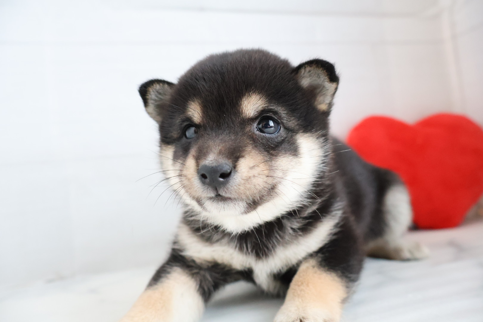 豆柴 黒の子犬｜福岡 |ペットアミ須恵店
