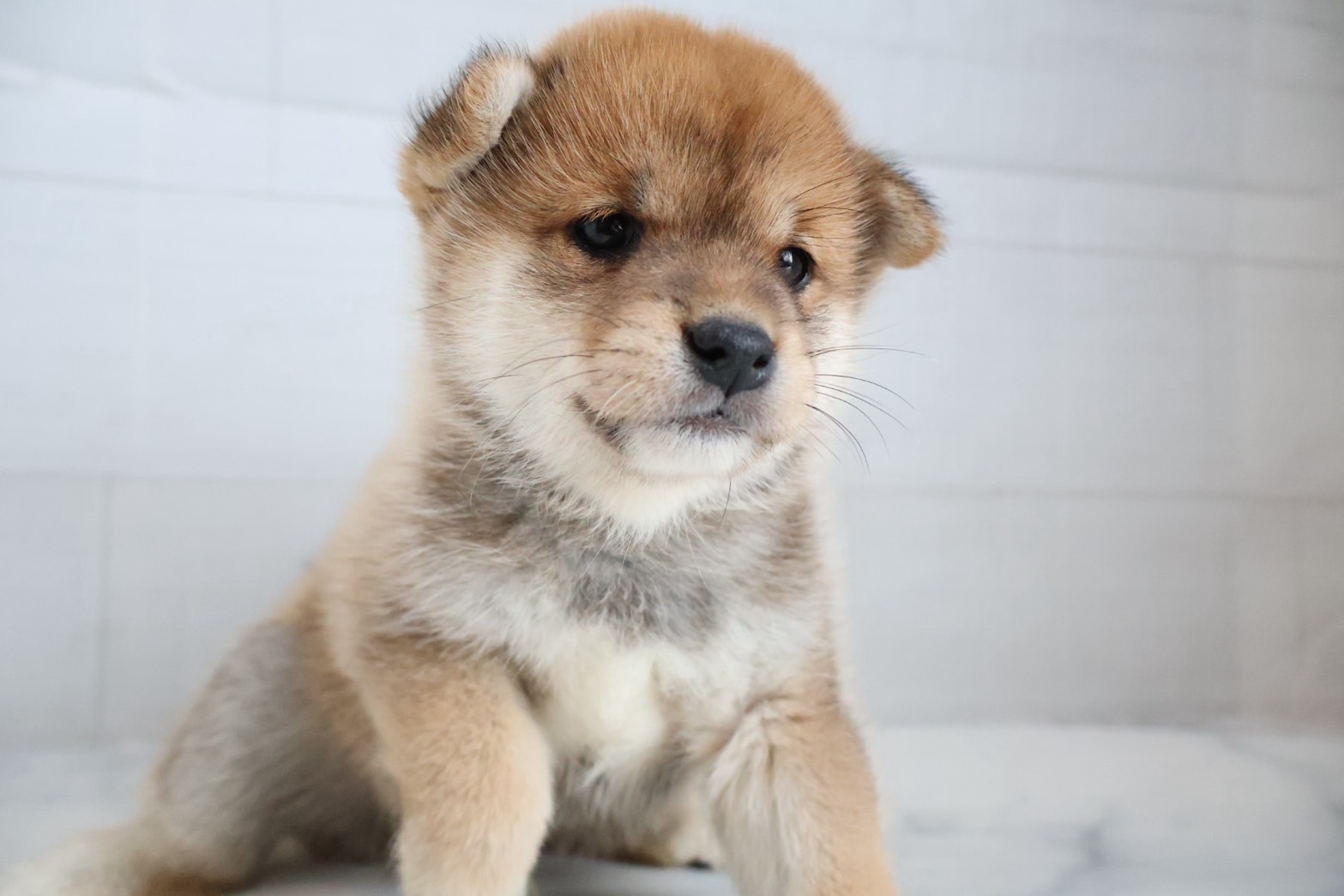 豆柴 赤の子犬｜福岡 |ペッツメイトイオン小郡店