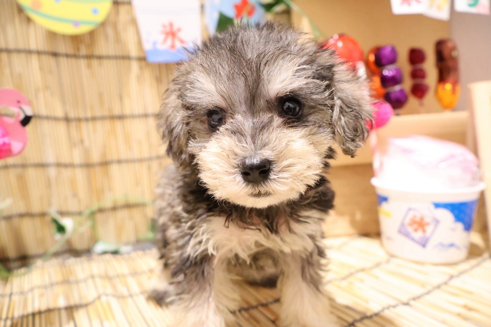 MIX(シュナウザー×トイプードル) ソルトペッパーの子犬｜福岡 |ペッツメイトイオン小郡店