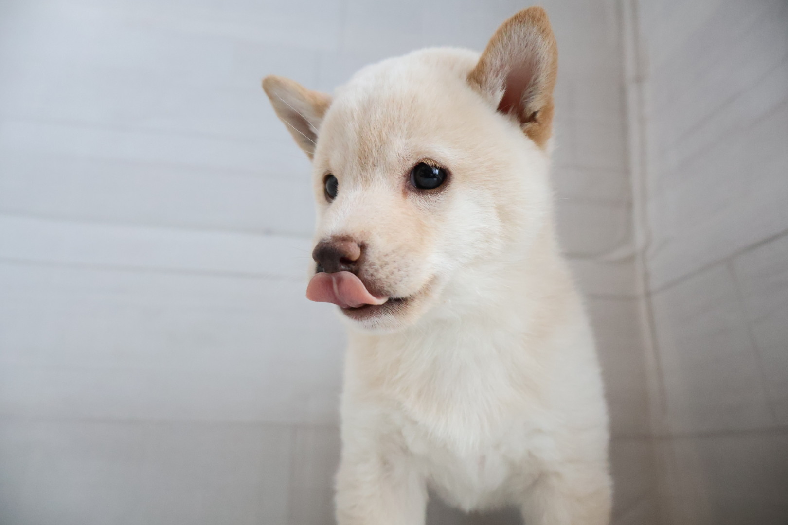 豆柴 白の子犬｜佐賀 |ペッツメイト佐賀店